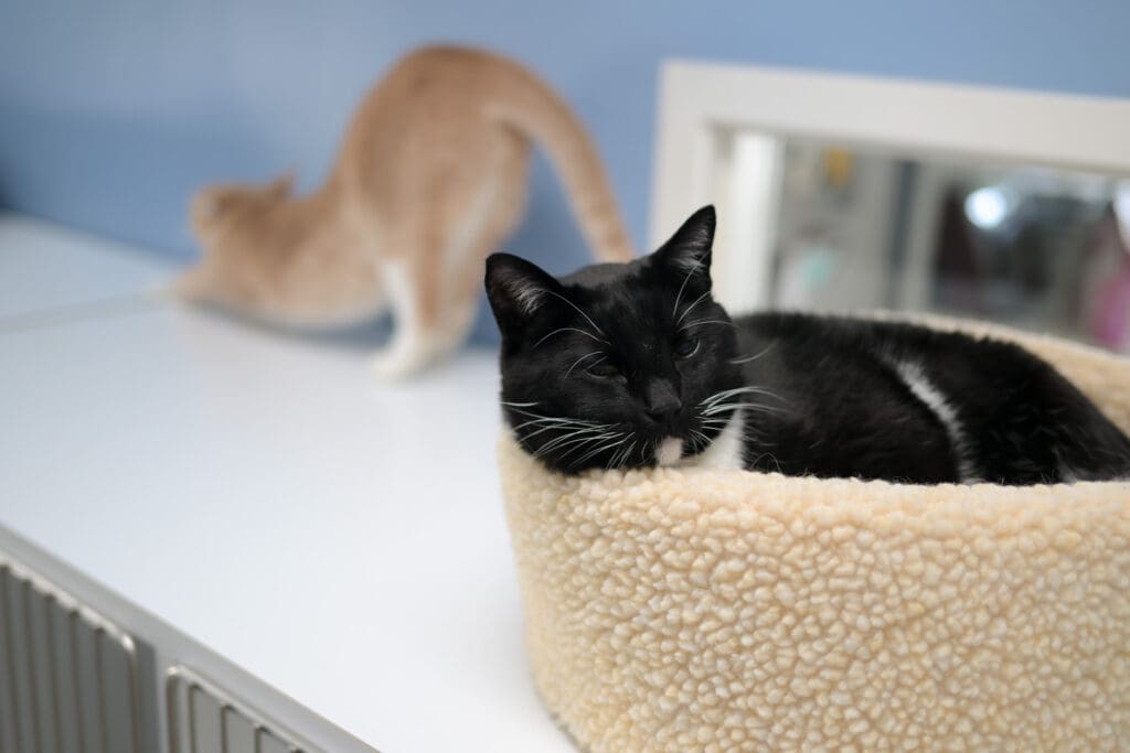 sand spring small animal hospital cat sleeping